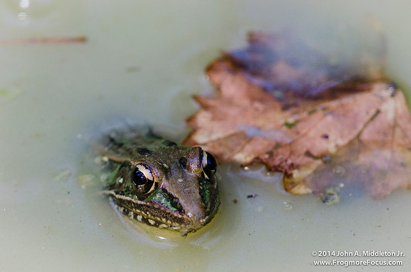 Southern Leopard Frog