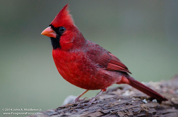 Northern Cardinal (male)