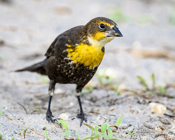 Yellow-headed Blackbird (female)