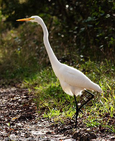 Great Egret Hunting