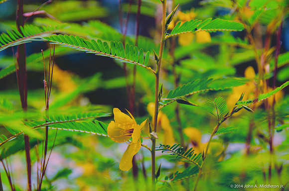 Partridge Pea (Chamaecrista fasciculata)
