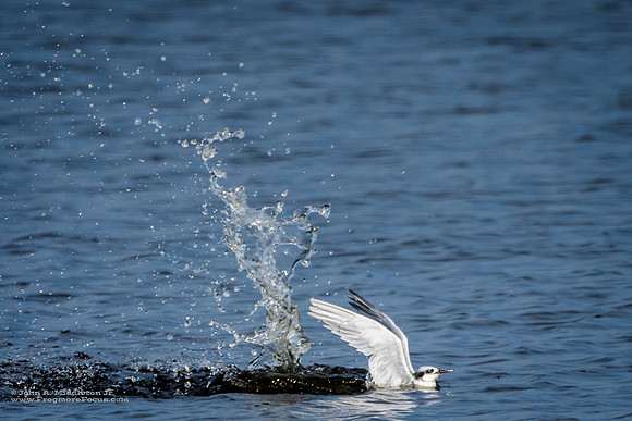 Splashy Meal