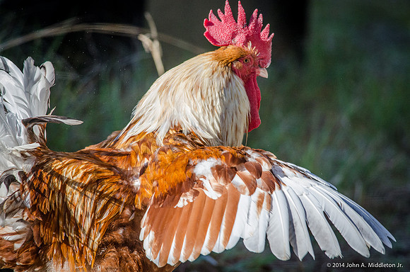 Wheaton Marans NOT