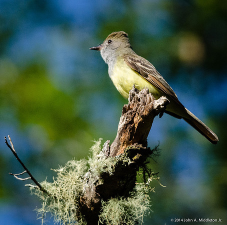 Great Crested Flycatcher