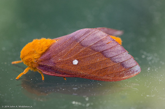 Spiny Oakworm Moth (Anisota stigma)