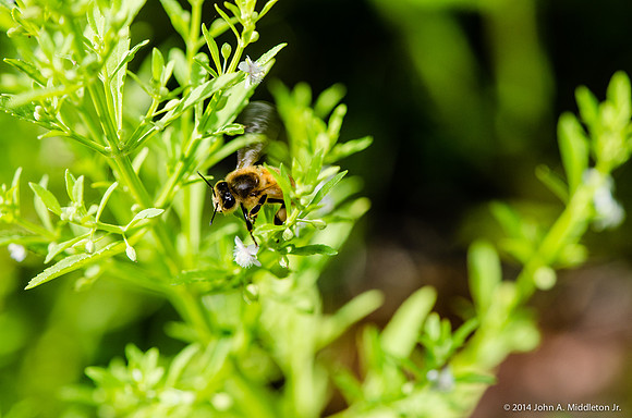 Honeybee Flying Among the Flowers
