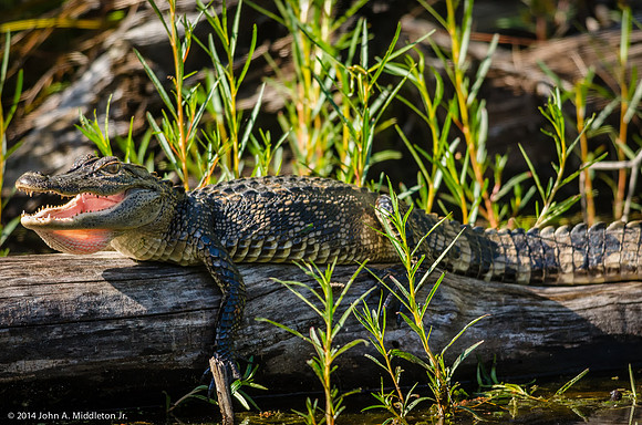 Alligator Sunning
