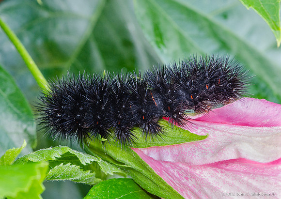 Giant Leopard Moth Caterpillar