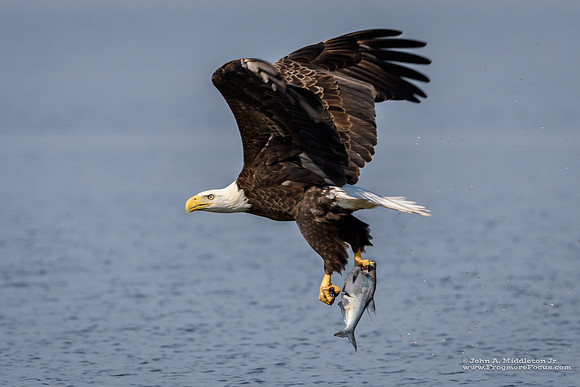 Eagle with Catch