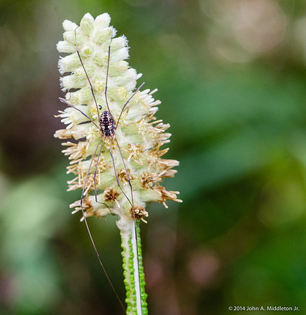 Harvestman on Blackroot