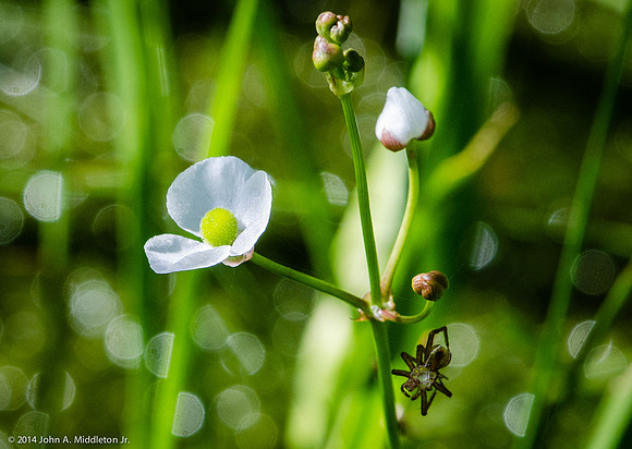 Sagittaria sp.