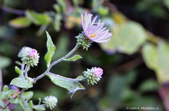 Close View of Native Aster