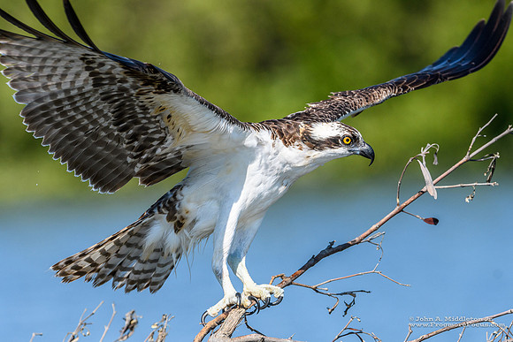 Snake Key Osprey