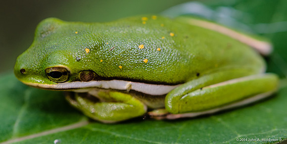 Green Treefrog