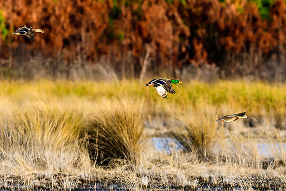 Fall Mallards