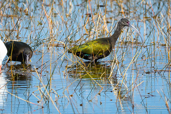 White-faced Ibis Shines