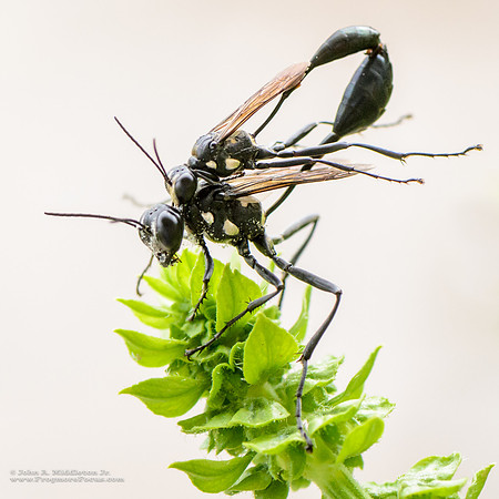 Thread-waisted Wasps