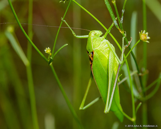 Katydid (male)
