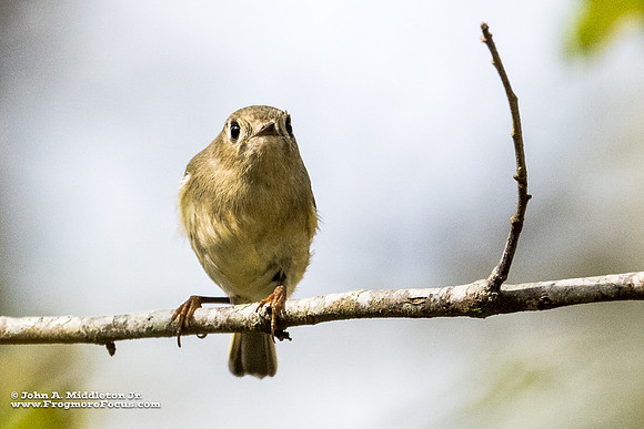 Ruby-crowned Kinglet Staring