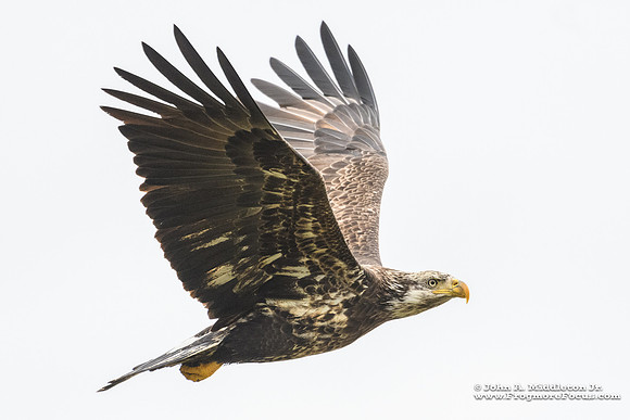 Bald Eagle (immature)