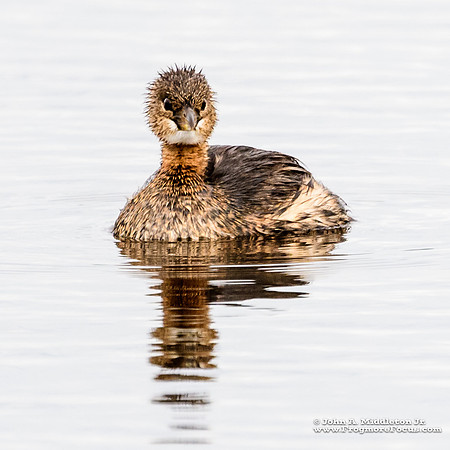 Staring Grebe
