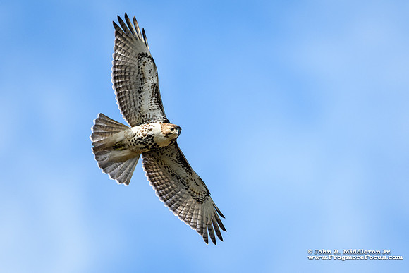 Red-tailed Hawk
