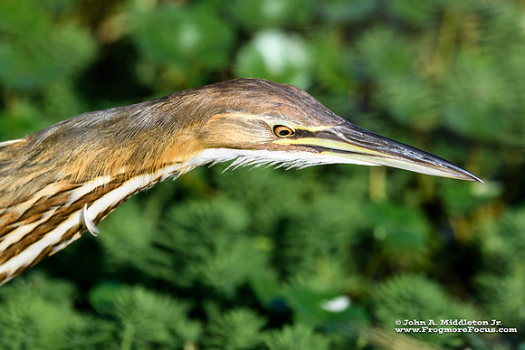 Bittern Portrait