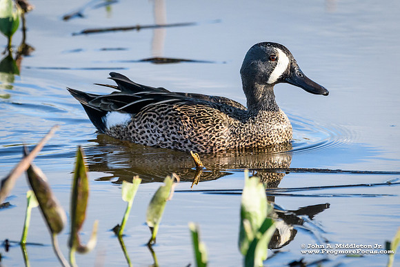 Blue-winged Teal