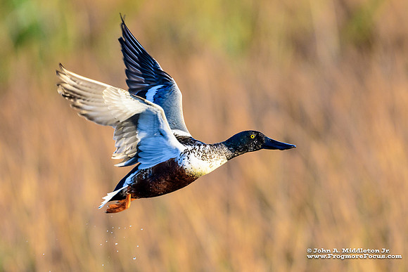 Northern Shoveler