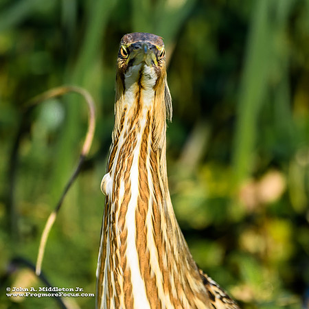 Bittern Staring