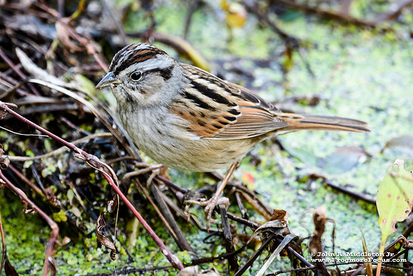 Swamp Sparrow