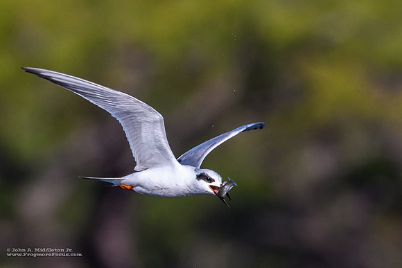 Forster's Tern With a Minnow
