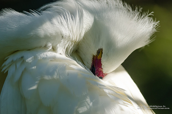 Snowy Egret Repose