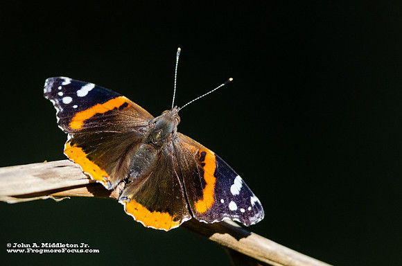 Red Admiral