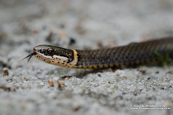 Southern Ringneck Snake