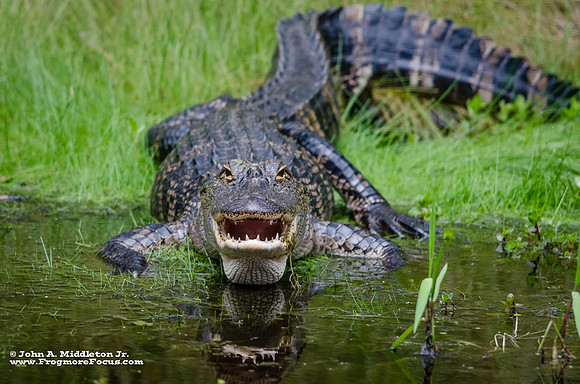 American Alligator Basking