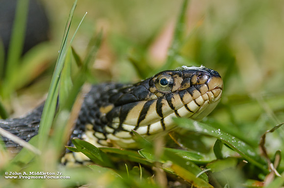 Florida Banded Watersnake