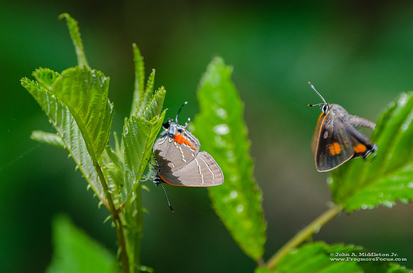 Southern Hairstreak