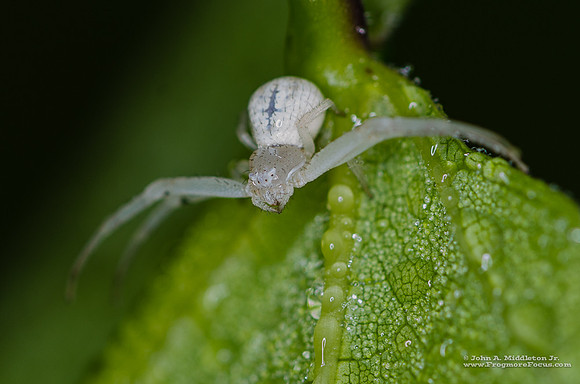 White Crab Spider