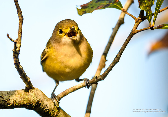 White-eyed Vireo