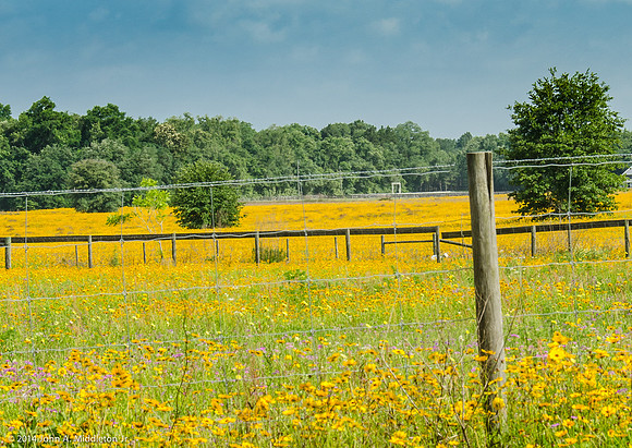 Field of Coreopsis