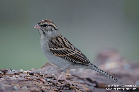 Chipping Sparrow