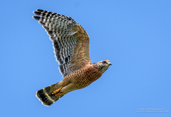 Red-Shouldered Hawk