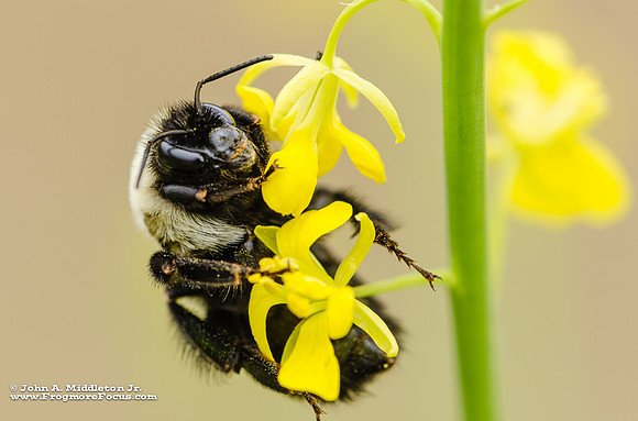 Bumblebee on Mustards