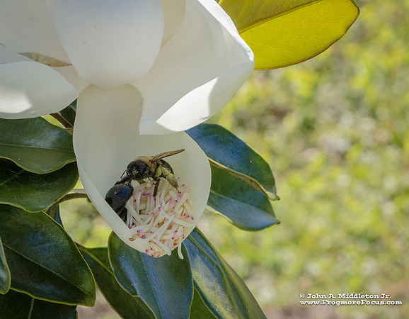Bumblebees on Magnolia