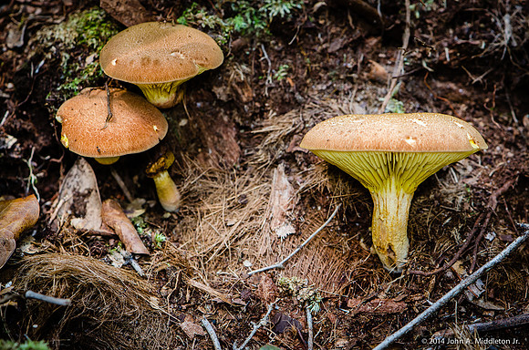 Summer Mushrooms