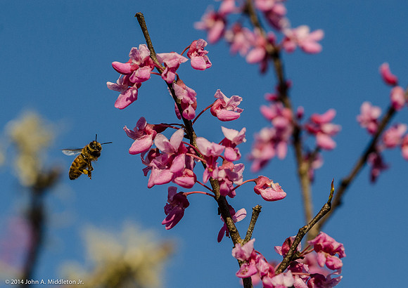 Honeybee and Redbud