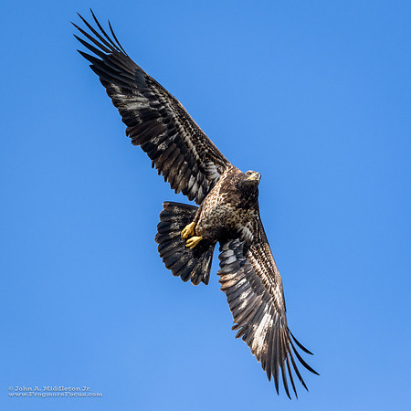 Bald Eagle (Immature)