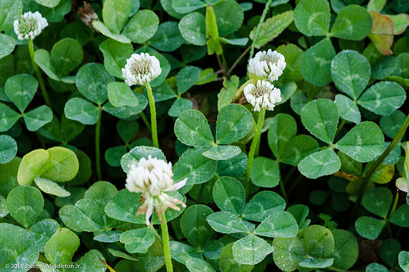 White Clover Patch