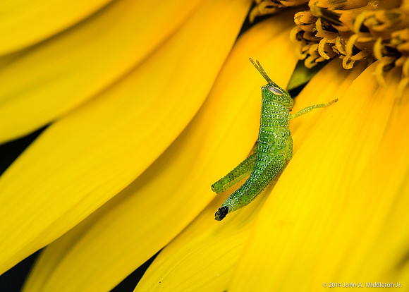 Grasshopper Nymph on Sunflower
